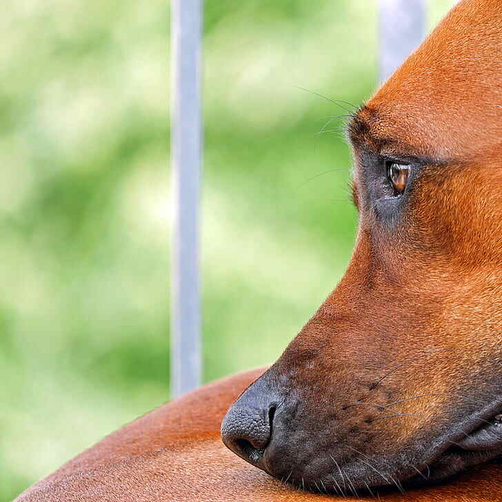 why do dogs cry?