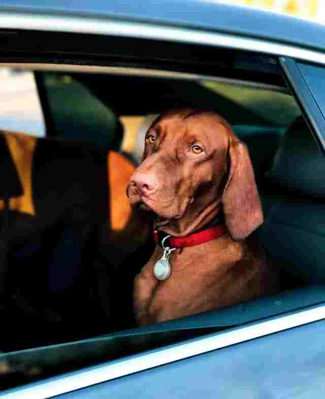 Why does my dog cry in the car?
