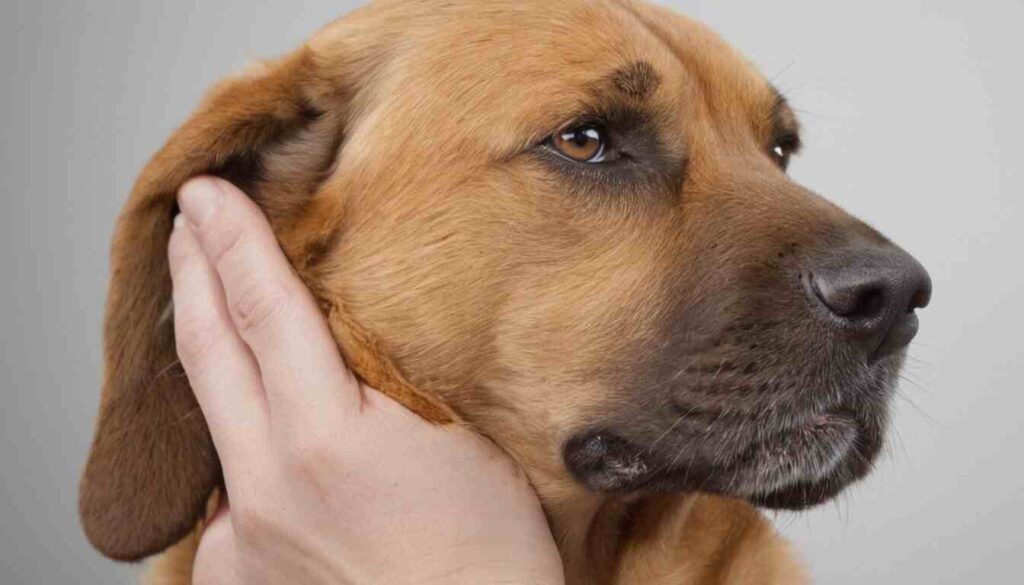 Are Dog Ear Infections Contagious?