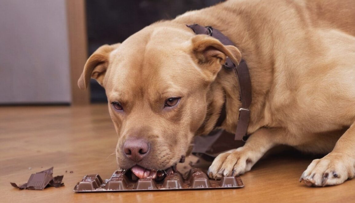 can dog eat chocolate